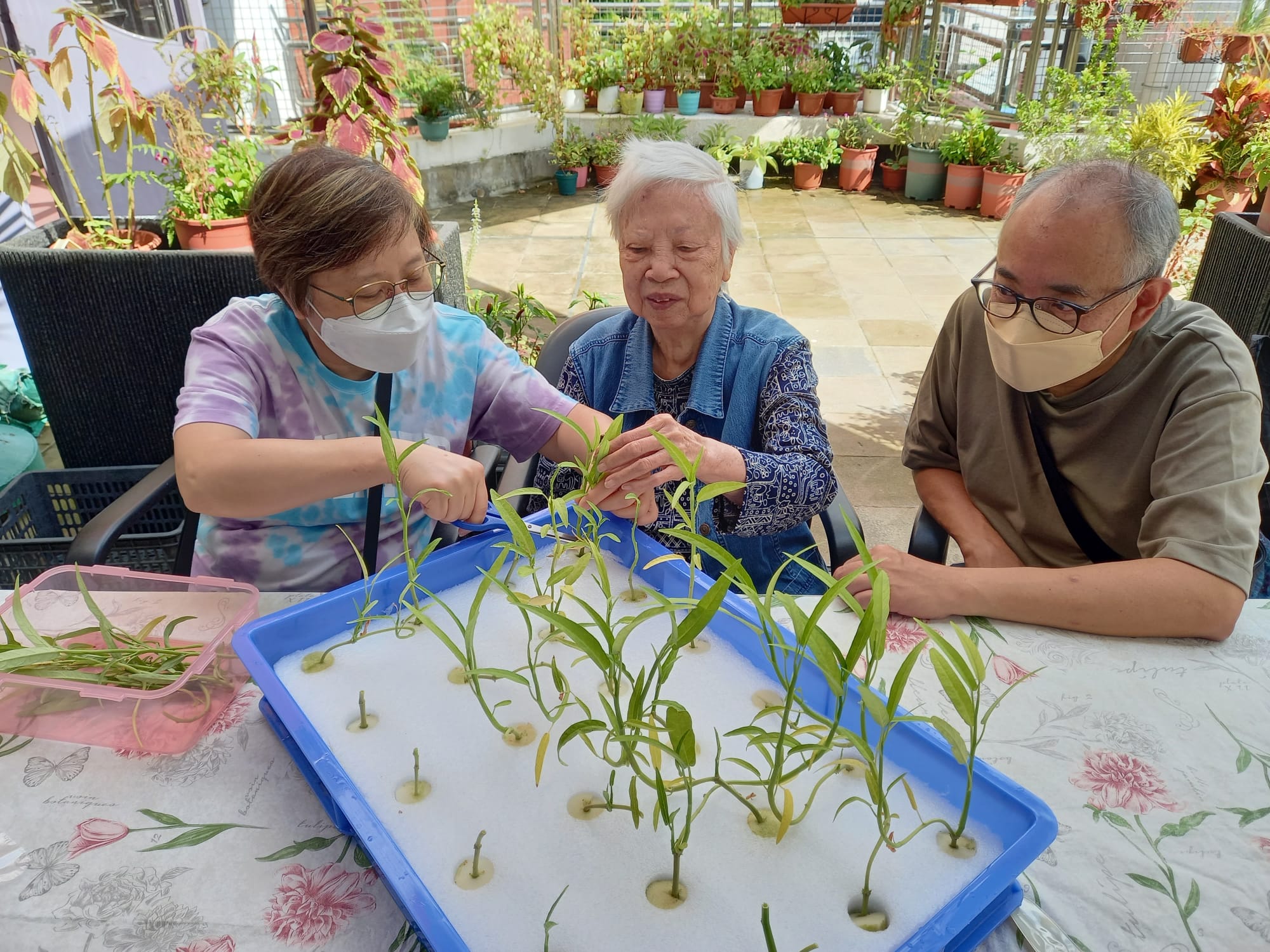 Residents plants the sprouts